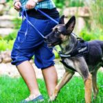 Best Leashes for Training Dogs