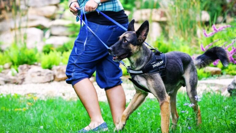 Best Leashes for Training Dogs