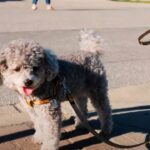 Best Leather Dog Leashes