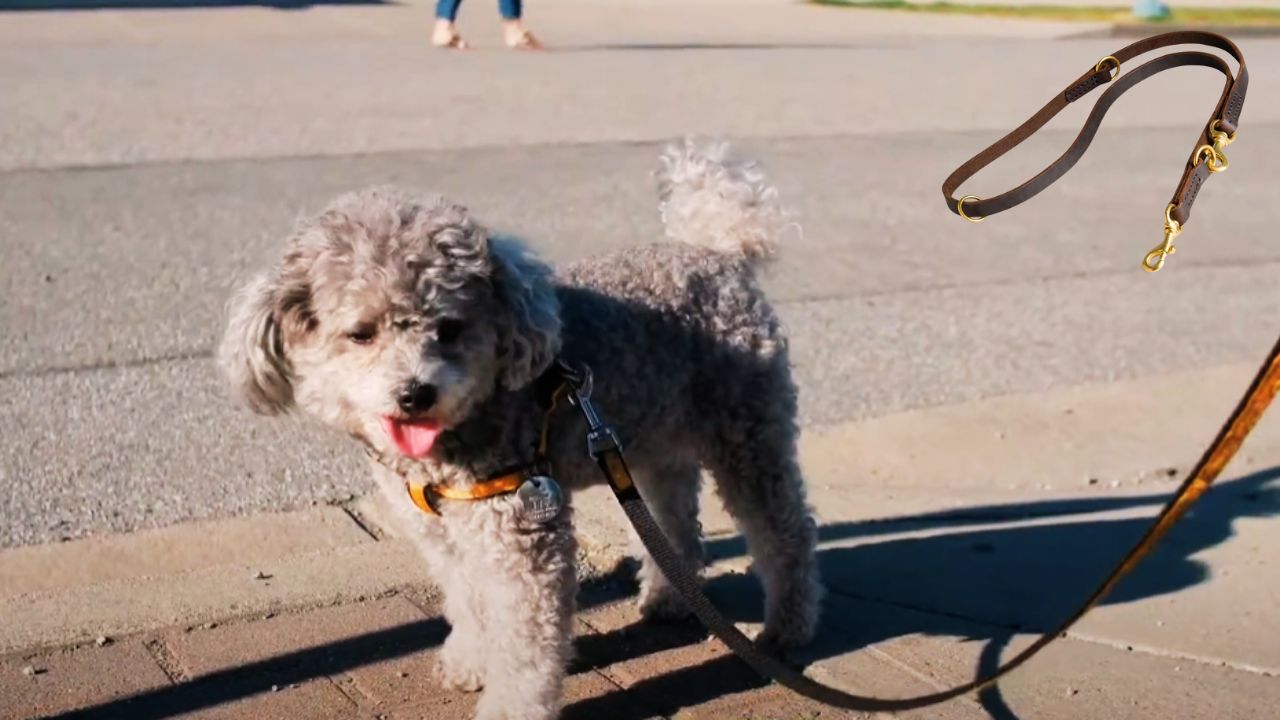 Best Leather Dog Leashes