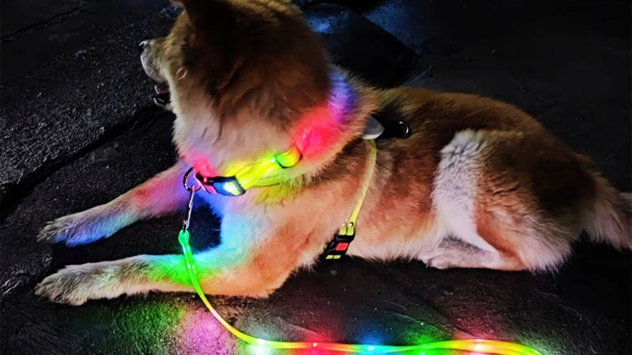 Best Light Up Dog Leash