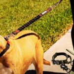 Best Tactical Dog Leash for Strong Dogs