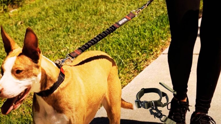 Best Tactical Dog Leash for Strong Dogs