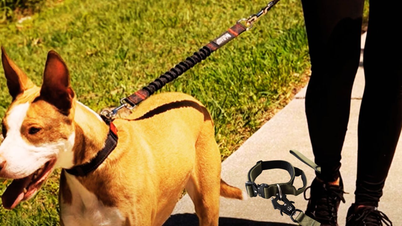 Best Tactical Dog Leash for Strong Dogs