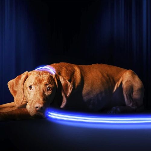 Illumiseen LED Light Up Dog Leash