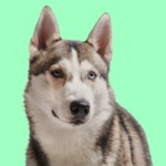 Siberian Husky Lifespan Male