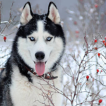 Alaskan Husky Weight Chart
