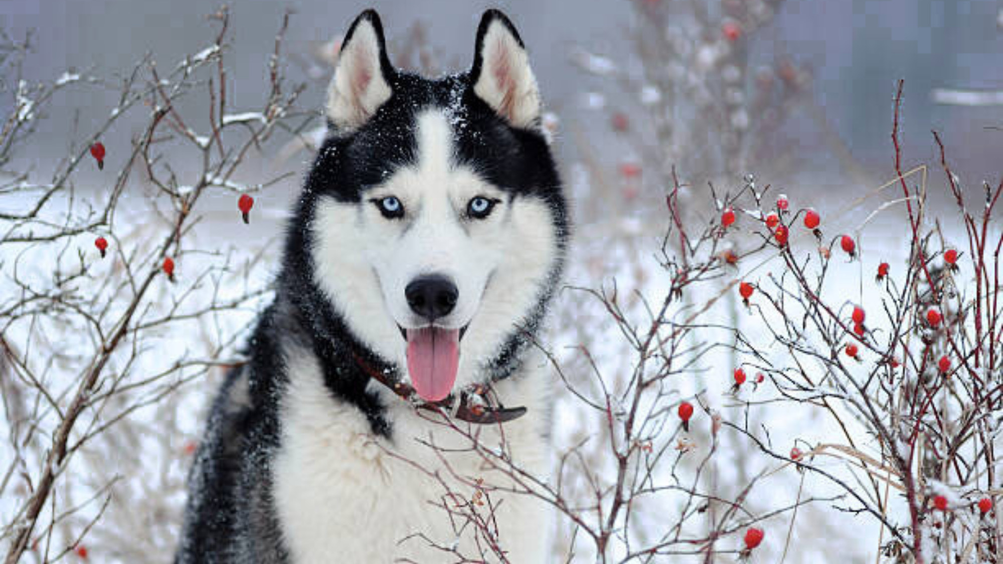 Alaskan Husky Weight Chart