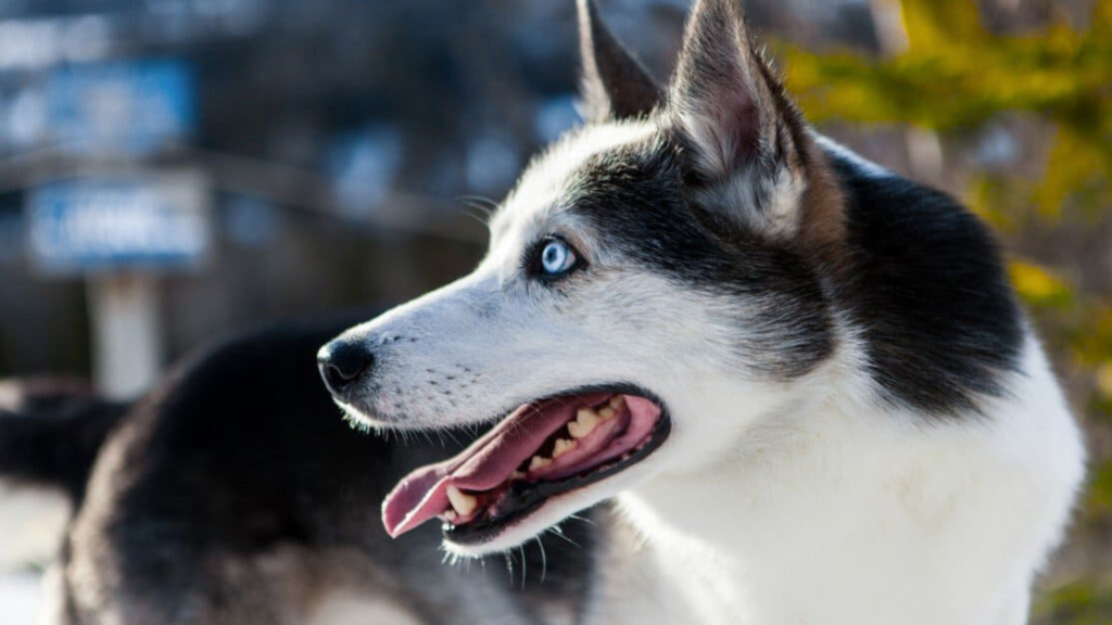 What Is the Average Weight of an Alaskan Husky