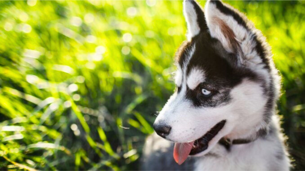 Alaskan Husky Weight Chart by Age
