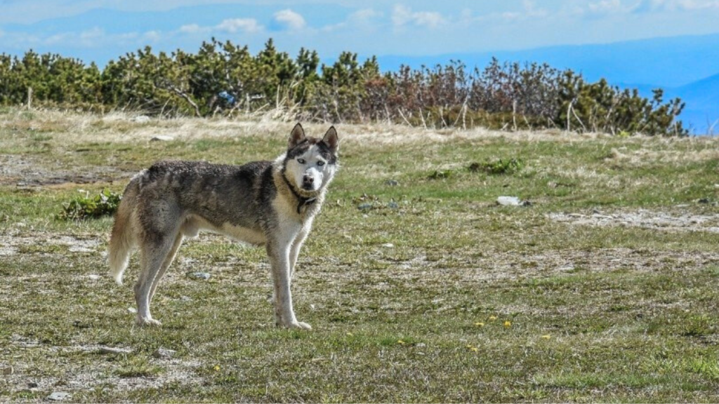 Factors That Influence Alaskan Husky Weight