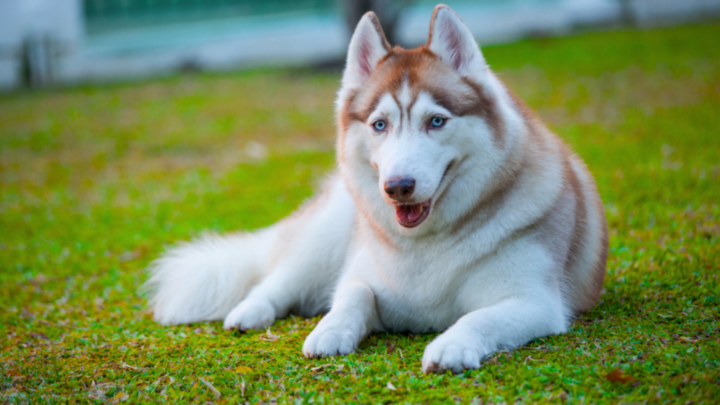 How to Tell If Your Alaskan Husky Is at a Healthy Weight