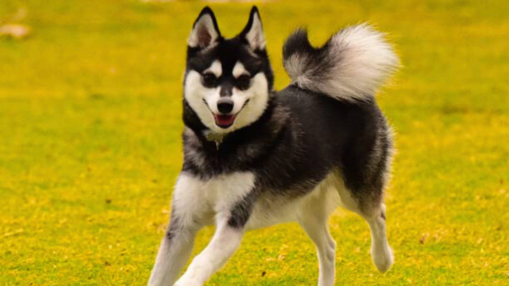 How Fast Do Alaskan Huskies Grow