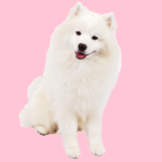Samoyed Weight Chart
