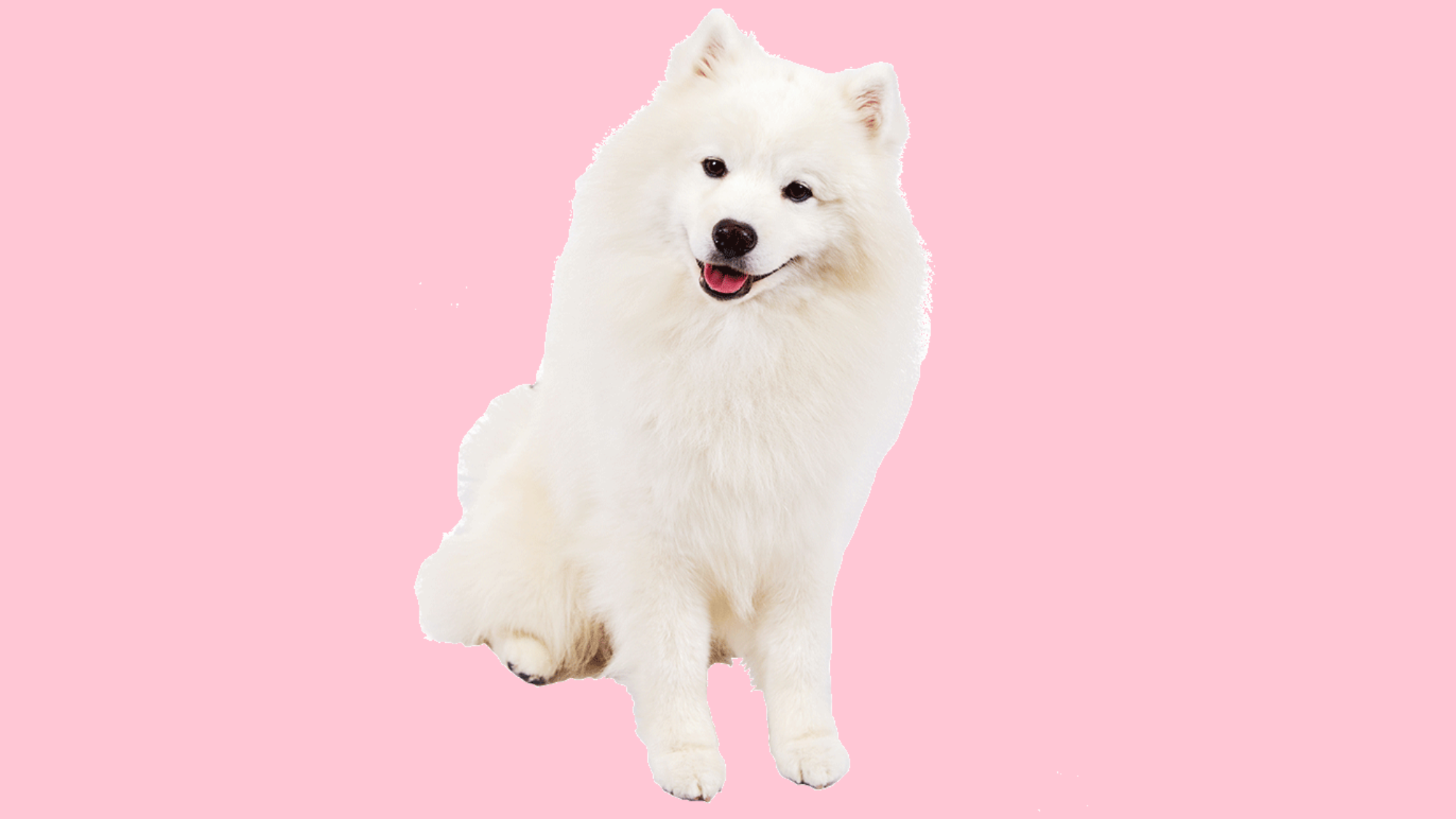 Samoyed Weight Chart