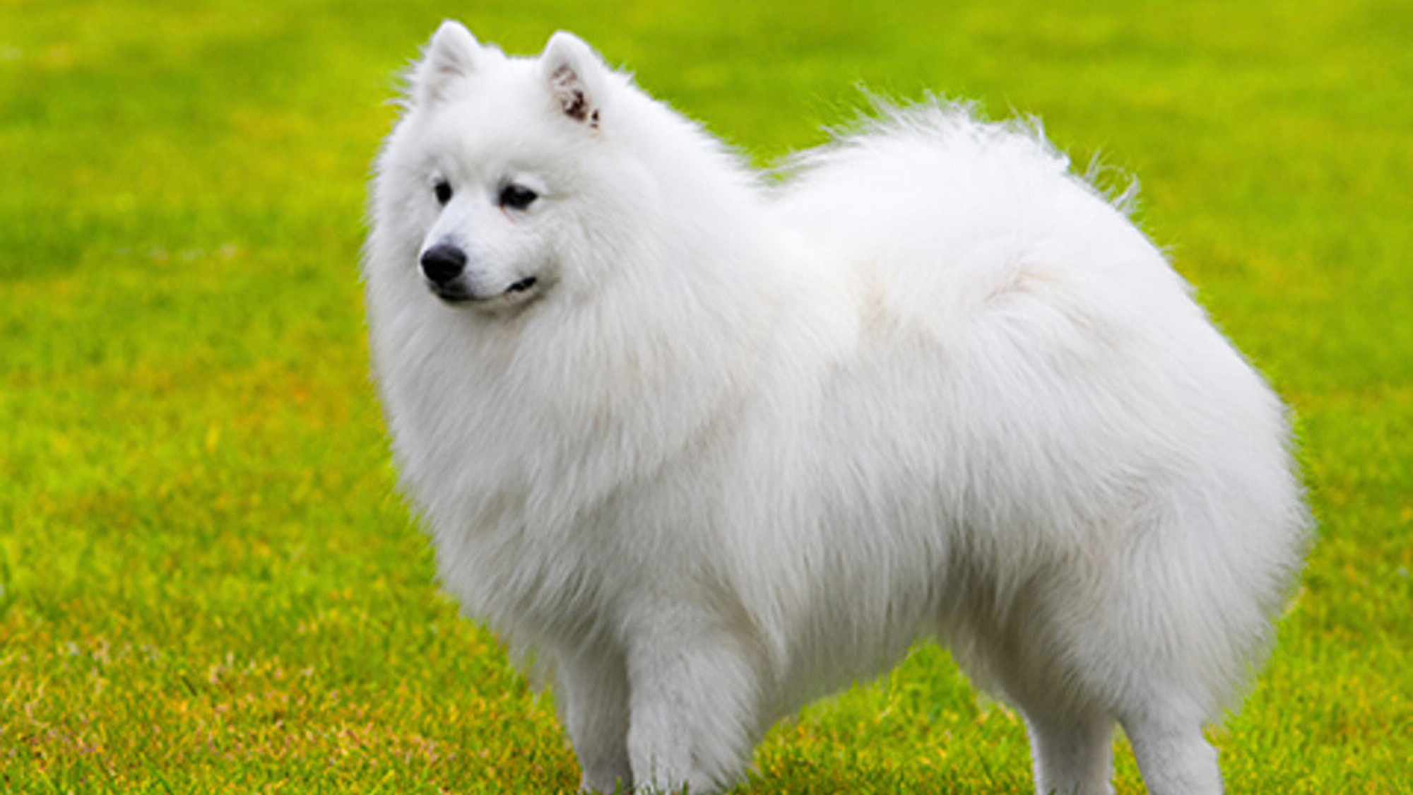 Weight of Japanese Spitz