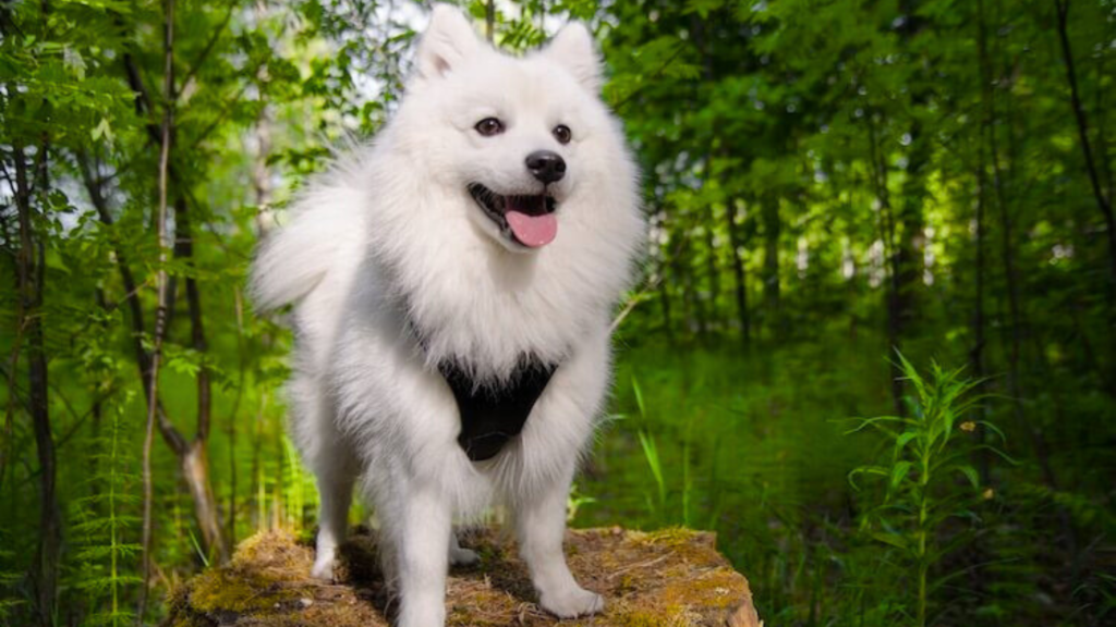 Factors That Affect Japanese Spitz Weight