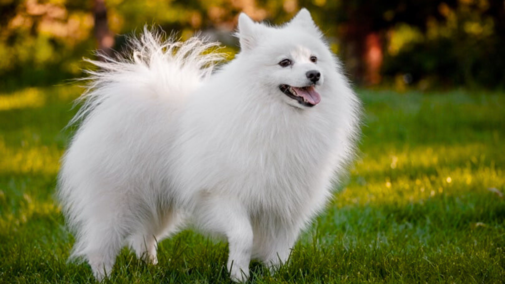 What Happens if a Japanese Spitz Is Overweight