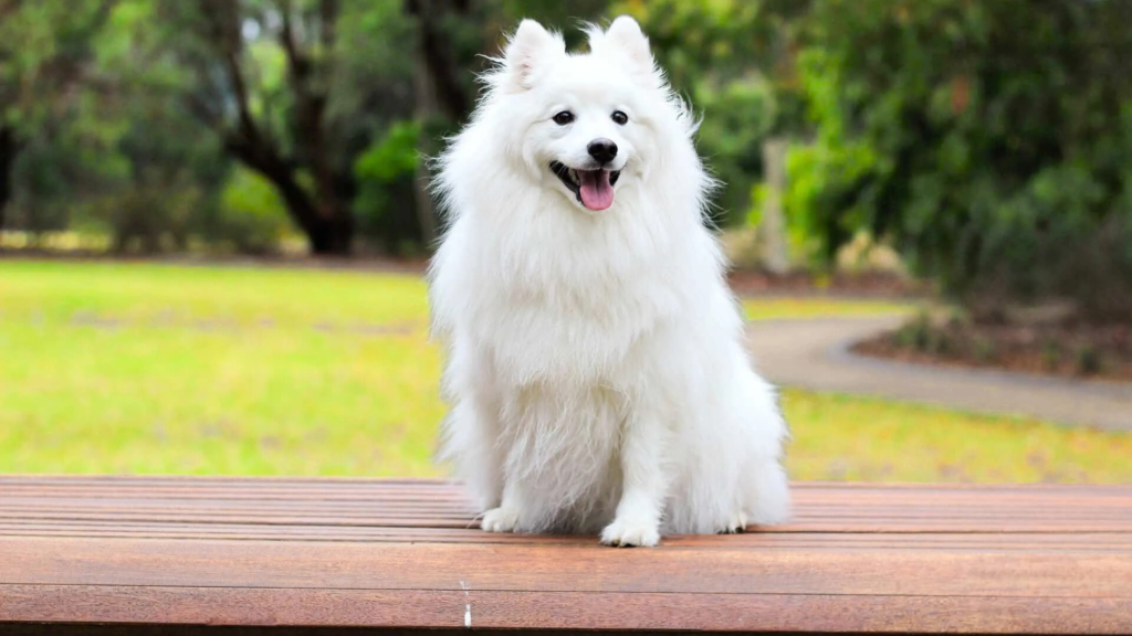 Japanese Spitz Weight Chart by Age