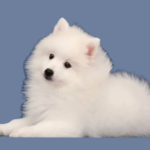 Japanese Spitz Breeds of Dogs