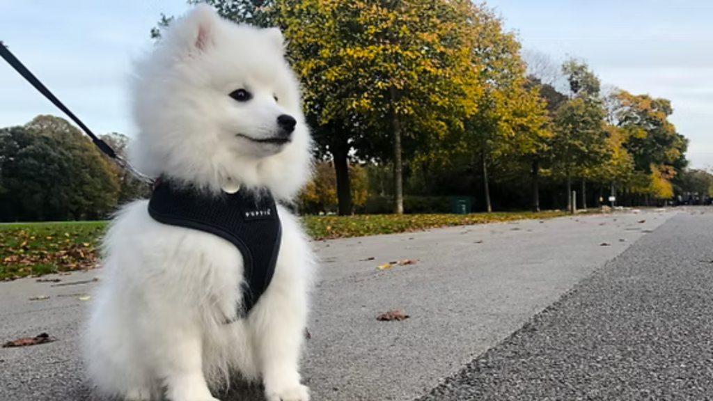 The Birth of the Japanese Spitz Breed