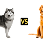 Husky vs Golden Retriever Size