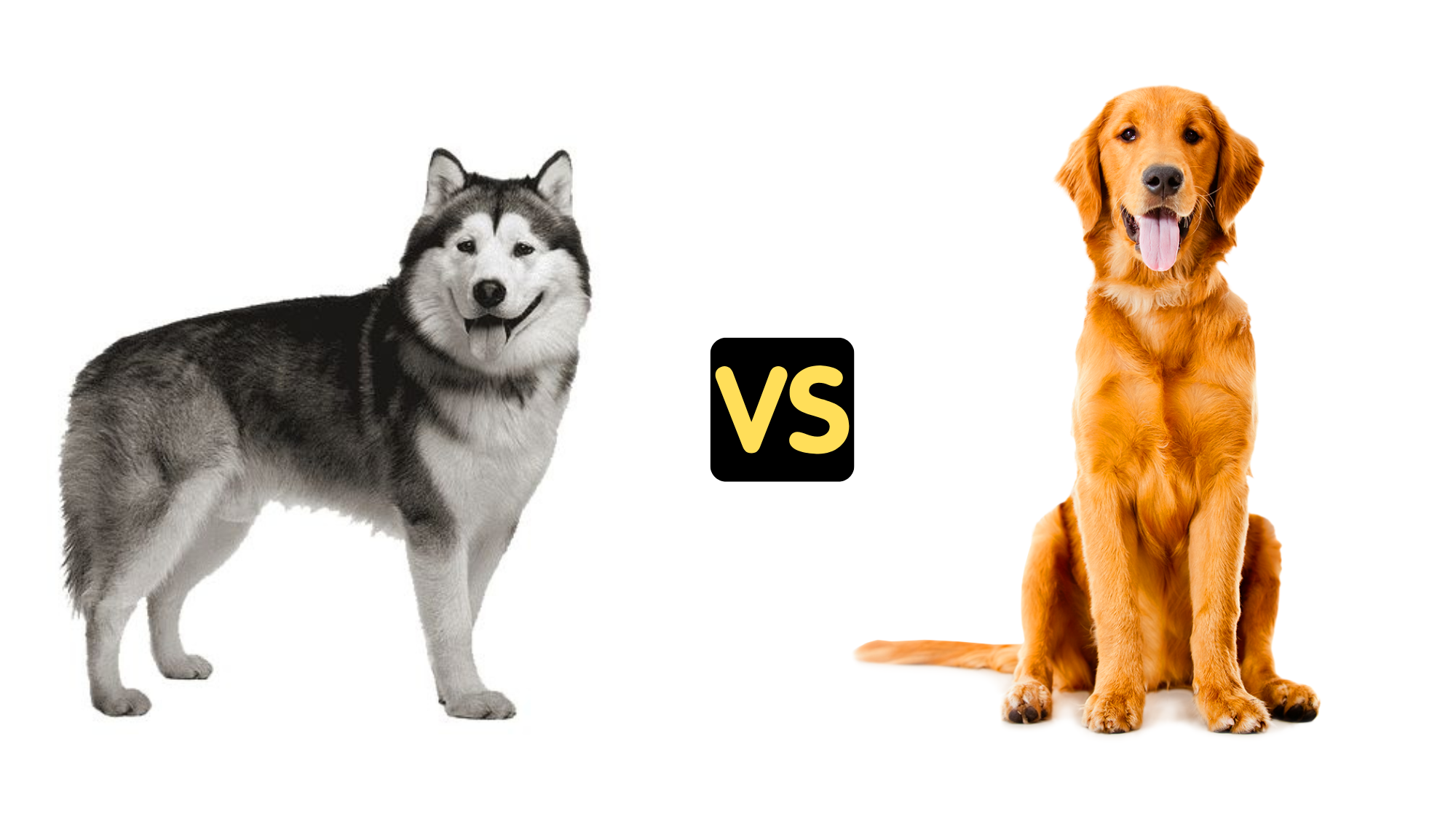 Husky vs Golden Retriever Size