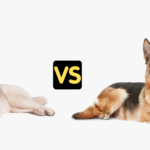 Siberian Husky vs German Shepherd Which Is Better