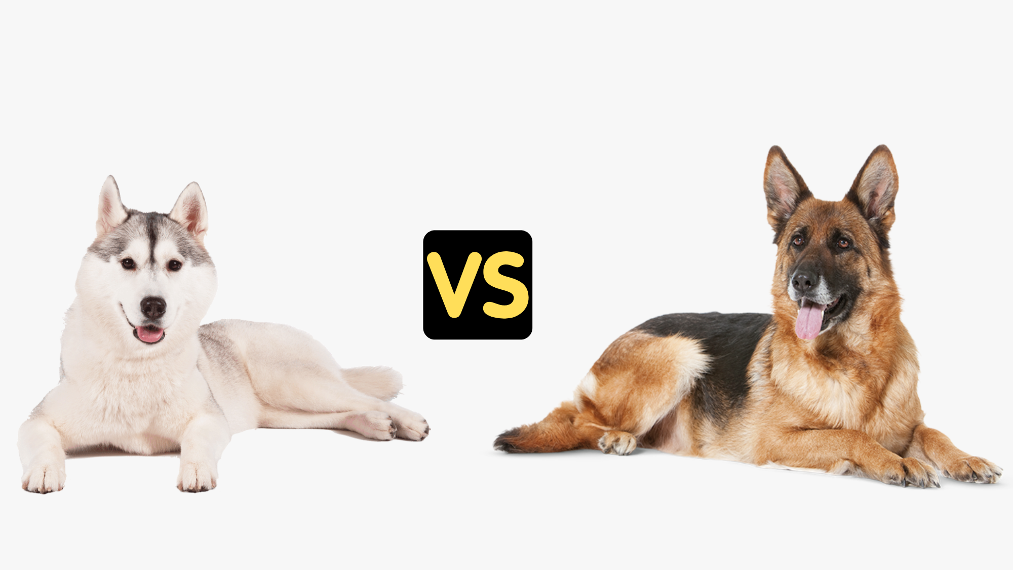 Siberian Husky vs German Shepherd Which Is Better