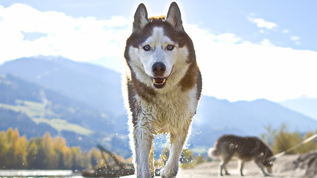 Siberian Husky: The Arctic Endurance Athlete