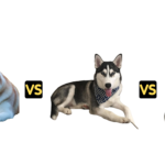 Siberian Husky vs Alaskan Husky vs Alaskan Malamute