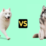 Samoyed vs Alaskan Malamute