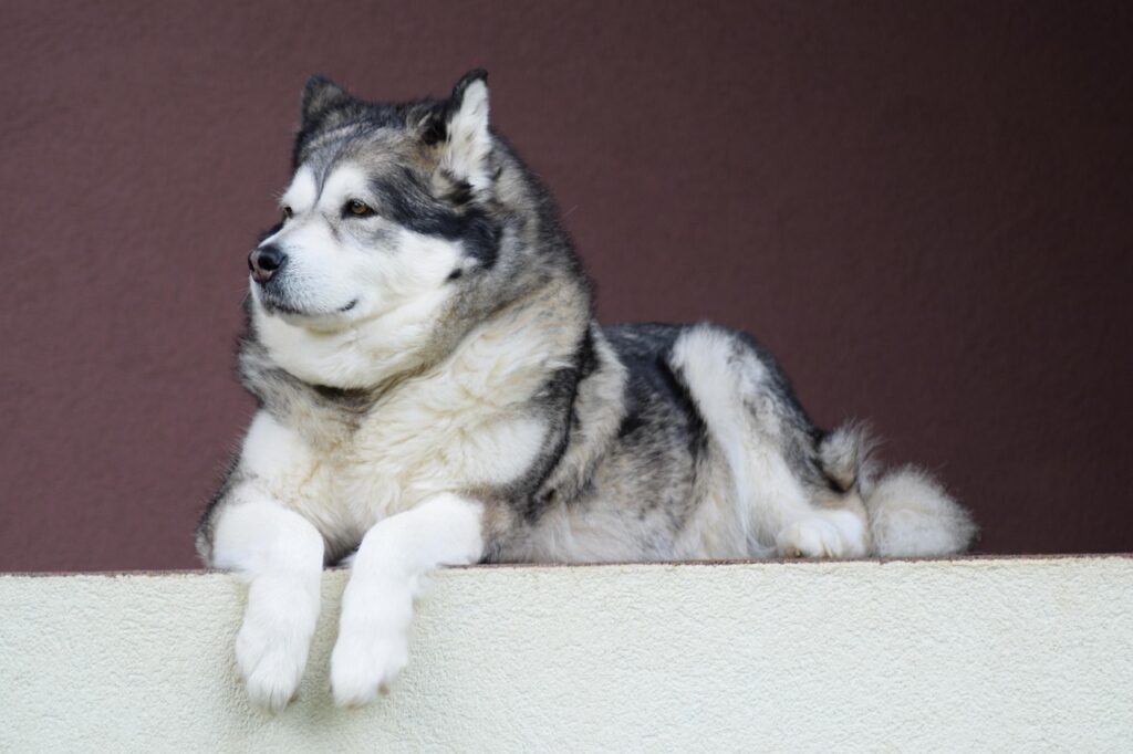 Alaskan Malamute: The Freight-Hauling Powerhouse