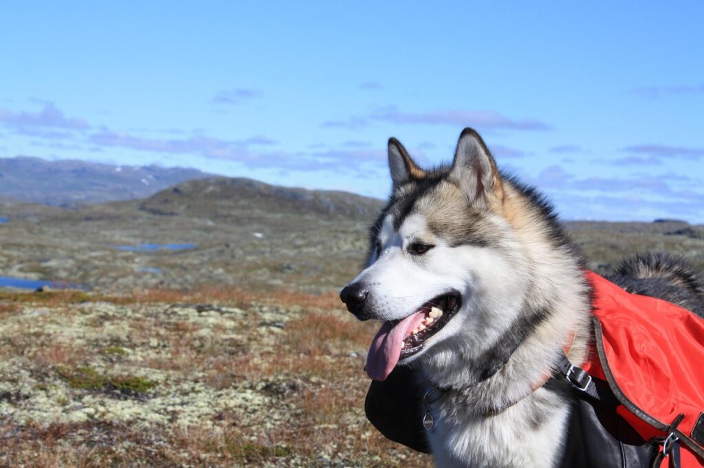 How Malamutes Age Over Time