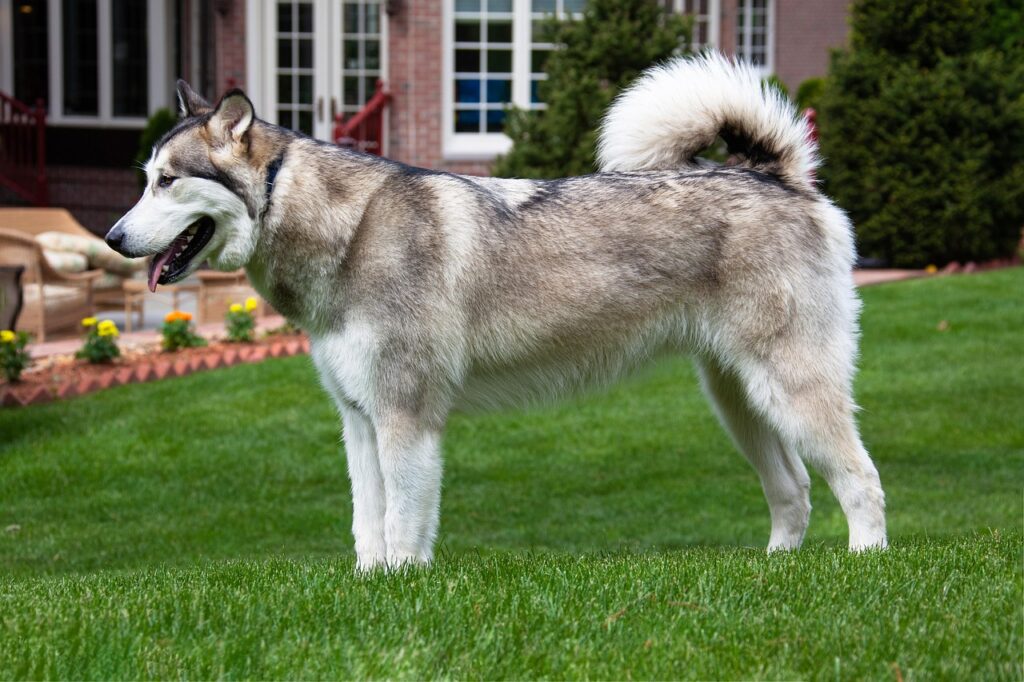Factors That Influence an Alaskan Malamute’s Lifespan