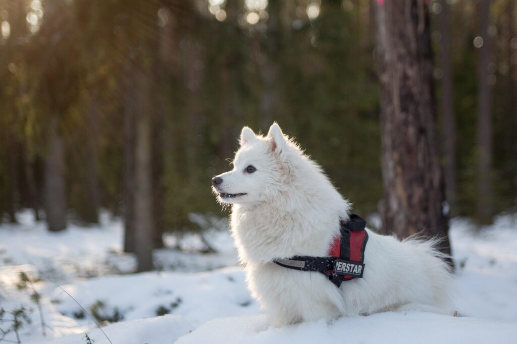 What Is the Average Weight of a Samoyed