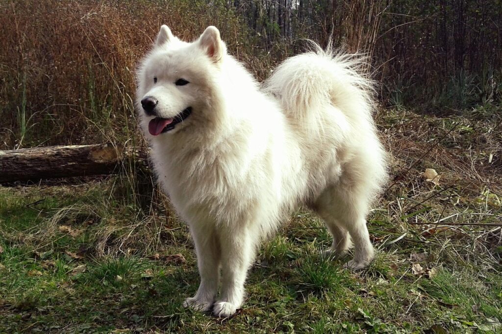 How to Tell If Your Samoyed Is at a Healthy Weight