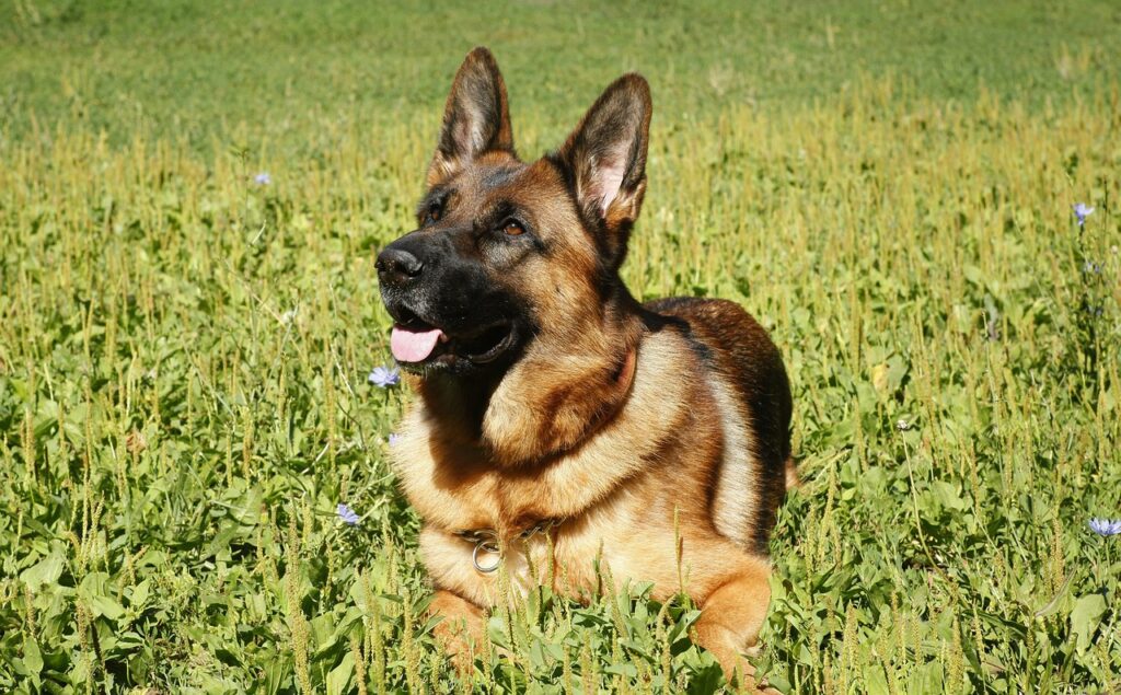 Growth Rate: How Fast Do Huskies and German Shepherds Grow