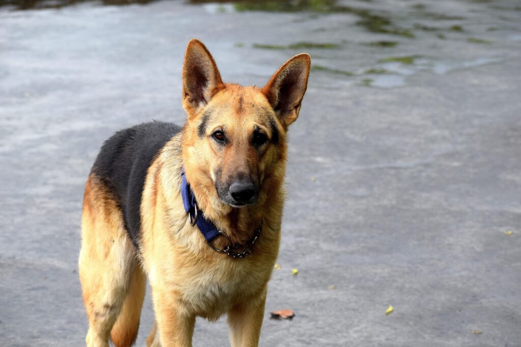 German Shepherd: The Loyal Working Guardian