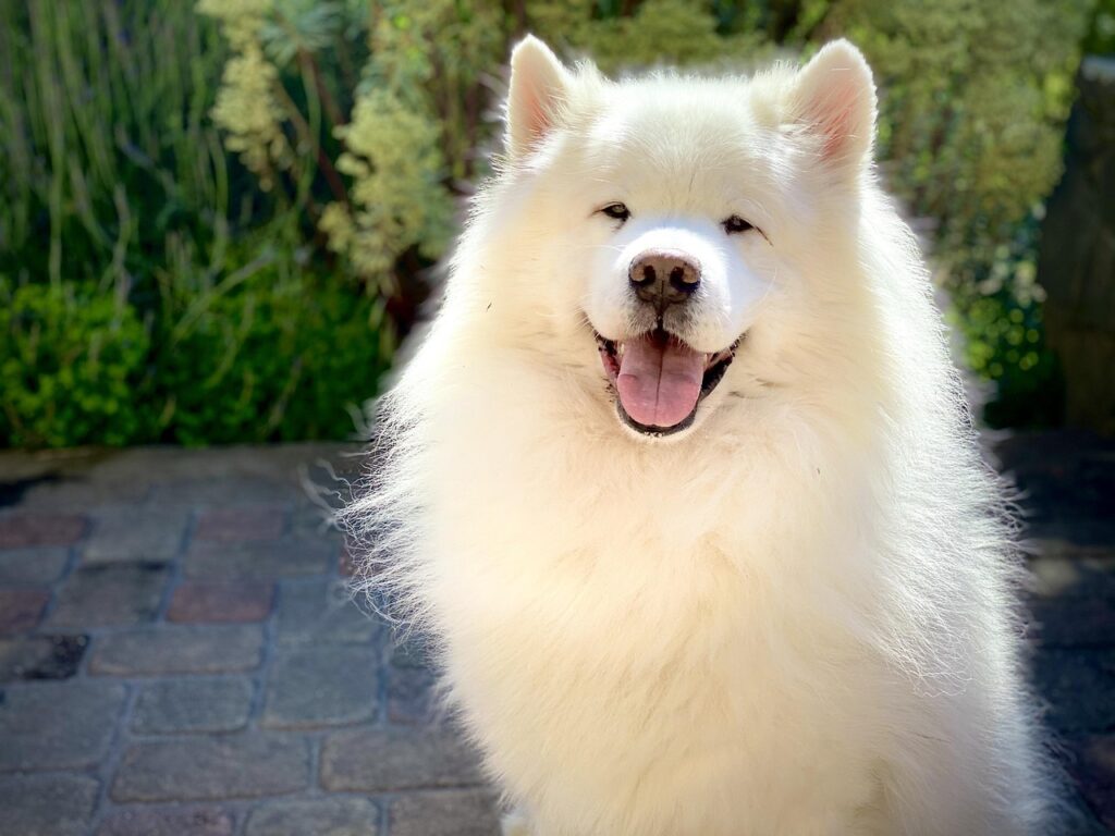 How Fast Do Samoyeds Grow