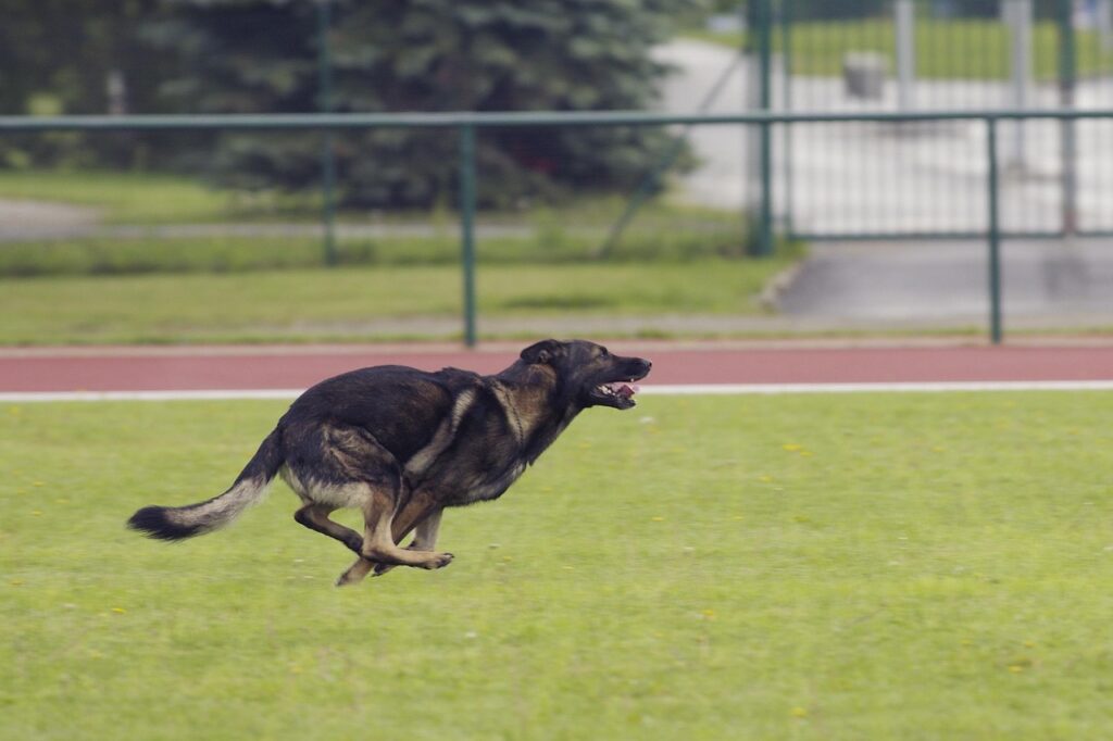 Temperament and Trainability