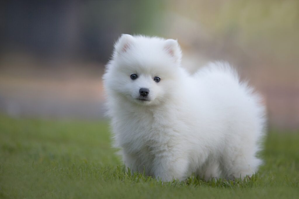 How Fast Do Japanese Spitz Puppies Grow
