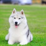 Husky Lifespan in Human Years