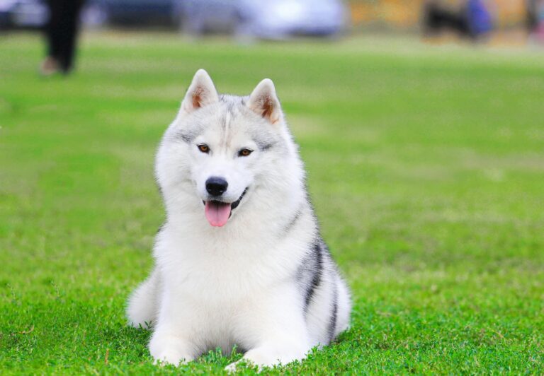 Husky Lifespan in Human Years
