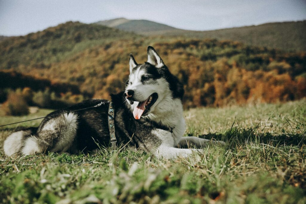 Tips to Help Your Husky Live Longer