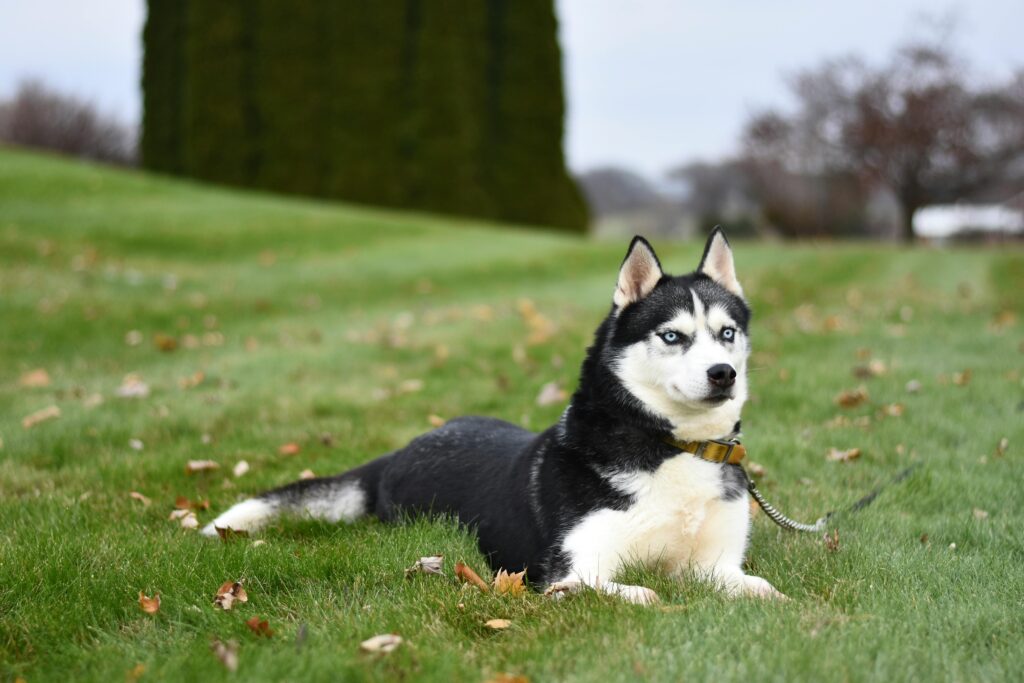 How to Convert Husky Years to Human Years
