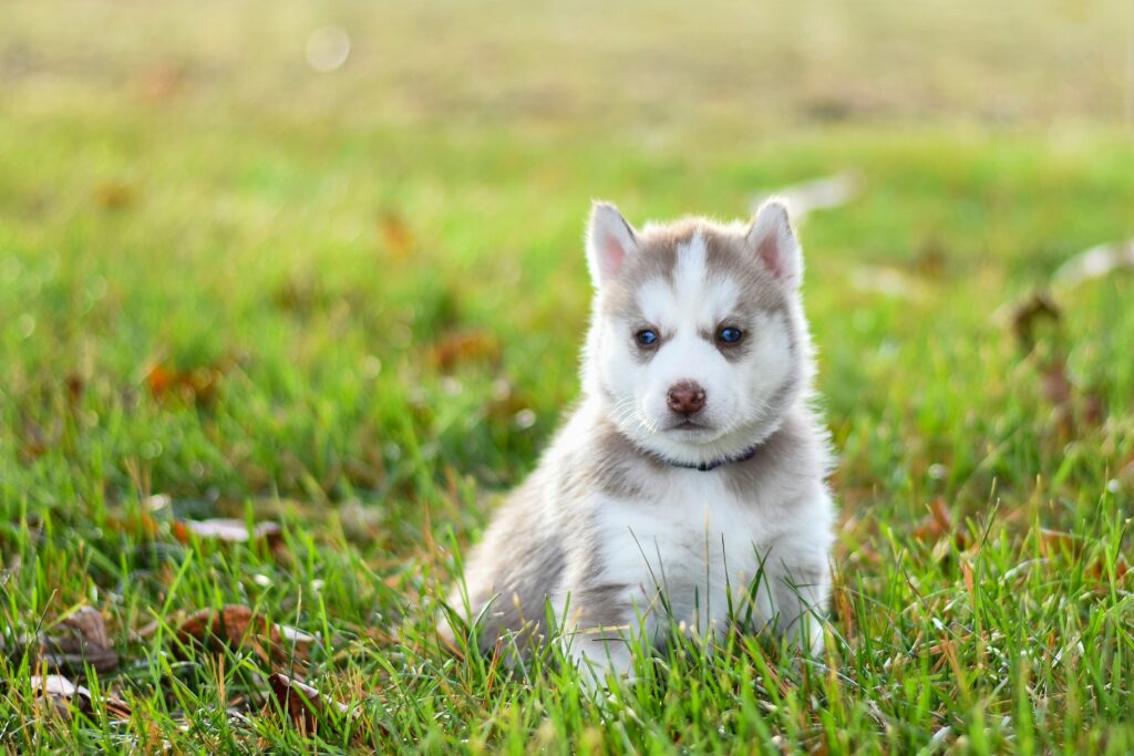 What Is the Average Husky Lifespan in Human Years