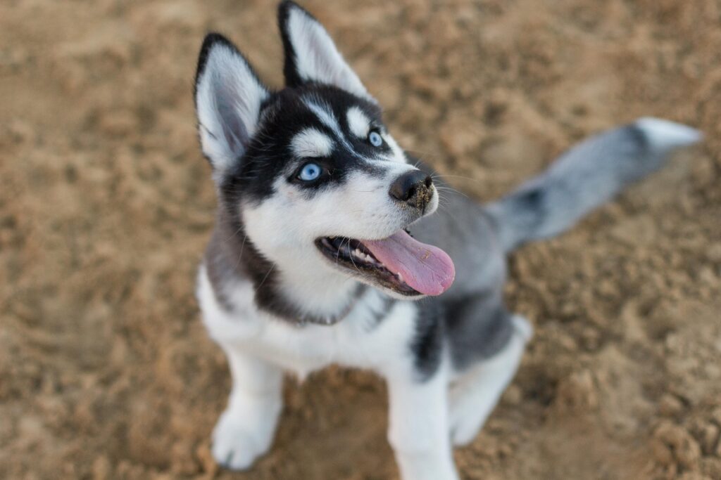 Husky vs Golden Retriever Structural Comparison