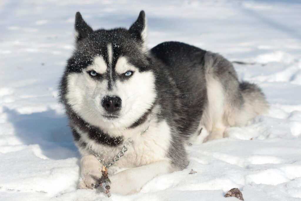 Growth Rate: How Fast Do Huskies and Goldens Grow