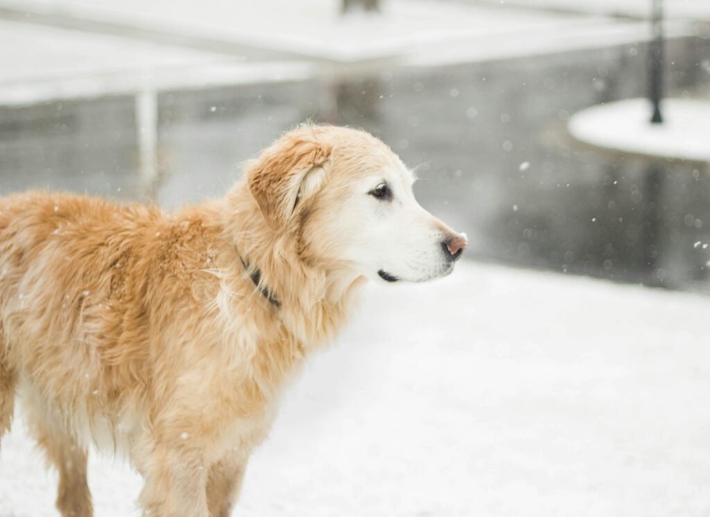 Golden Retriever: Graceful, Strong, and Full-Bodied